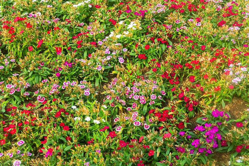 Decorative Carnations on a Flower Bed Stock Photo Image of colour, plants 231075400