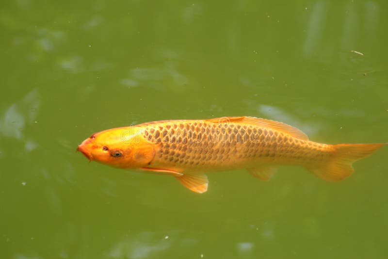 Decorative carp or koi