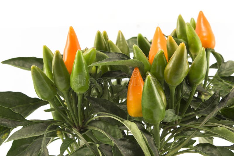Decorative Chili Peppers on White Background Stock Photo Image of