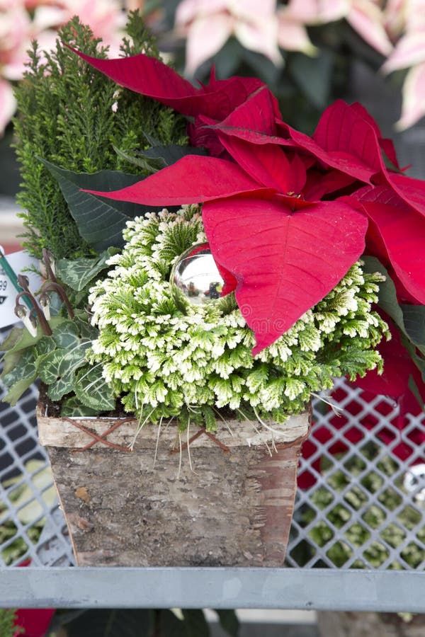 Decorative Christmas Container Stock Image Image of poinsettia