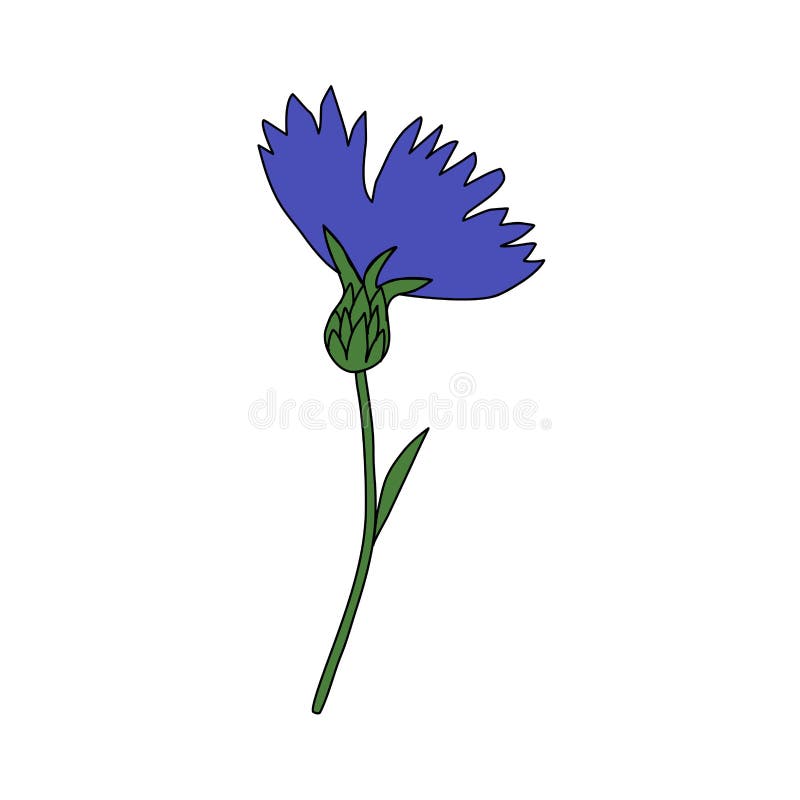 Decorative Cornflower, Knapweed Vector Hand Drawn Ink Illustration ...