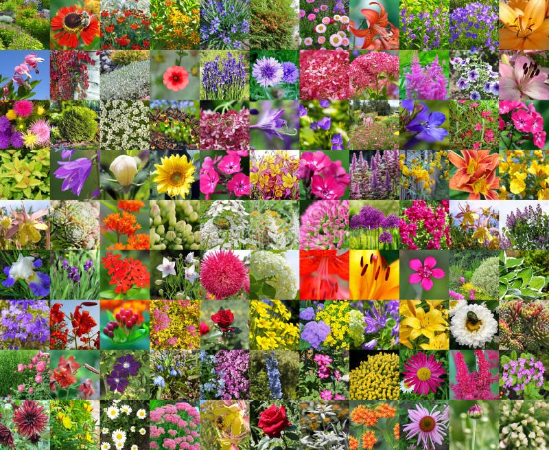 Decorative Cultivated Flowers. Collage Stock Photo - Image of flowers ...