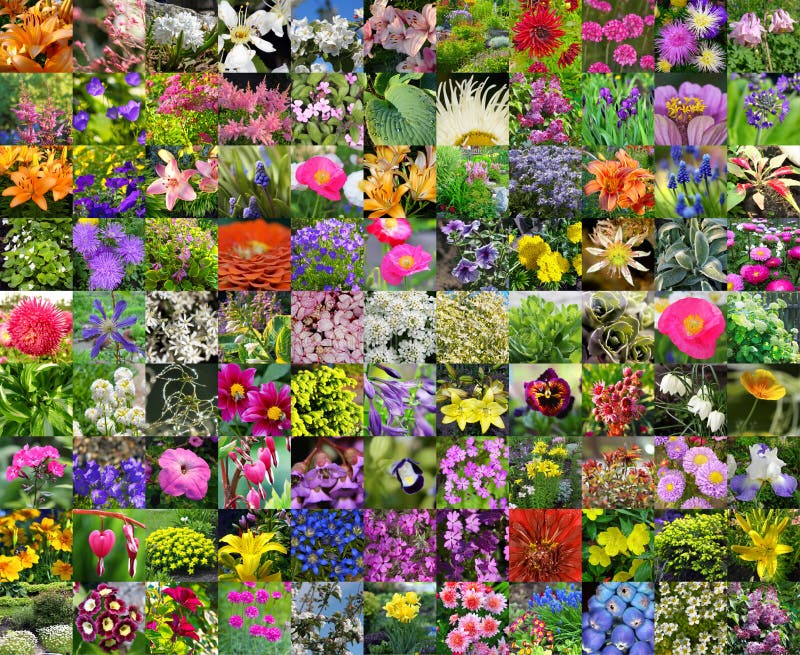 Decorative Cultivated Flowers. Collage Stock Image - Image of dismissed ...