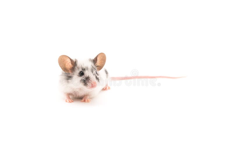 Decorative cute mouse isolated on white background stock image Decorative cute mouse isolated on white background stock image