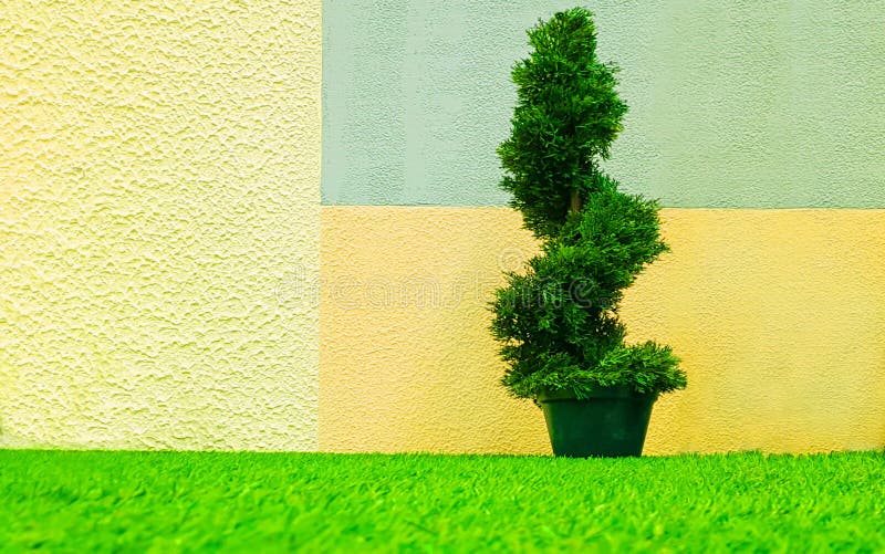 Decorative Cypress Tree Spiraled in a Bucket Against the Backdrop of a Painted Wall Stock Image