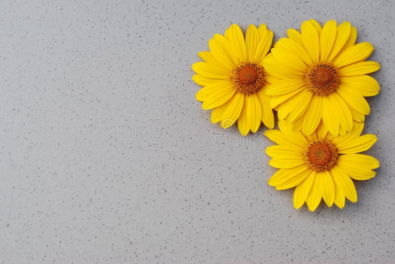 Large Yellow Daisies on a Gray Background Stock Photo Image of