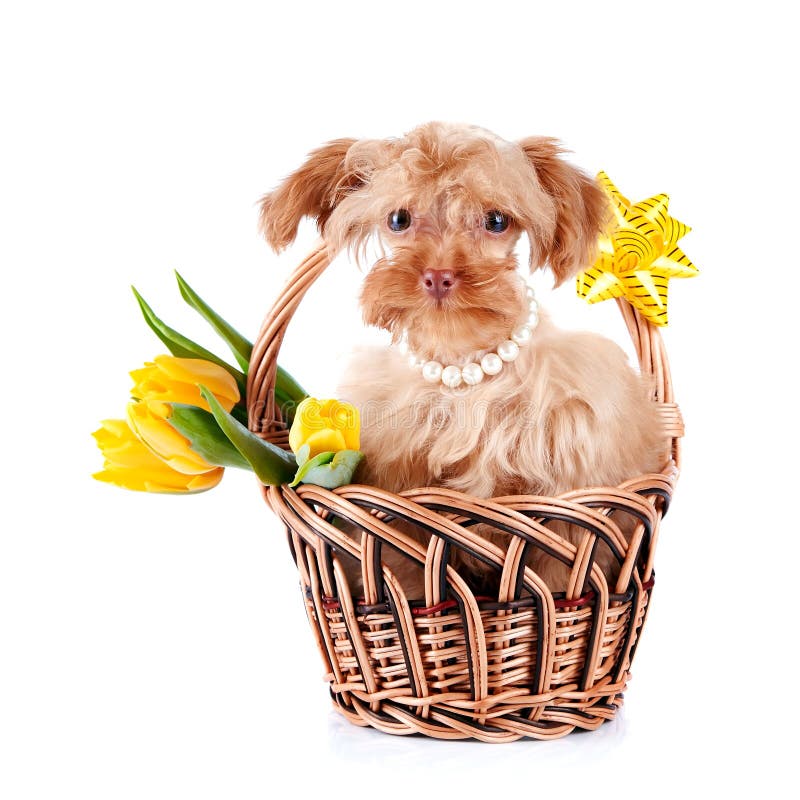 Doggie in a basket with flowers.