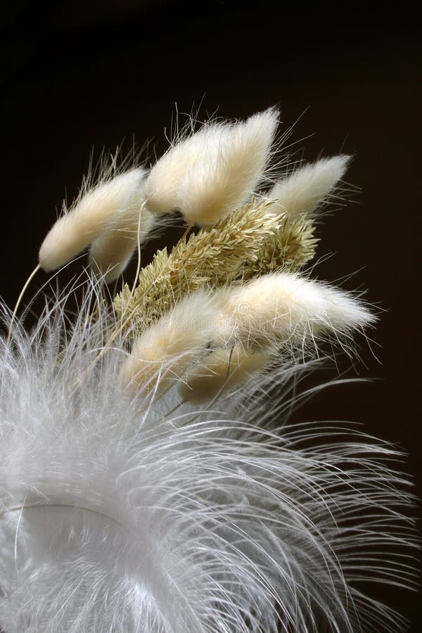 Decorative Feather Arrangement Stock Photo Image of details