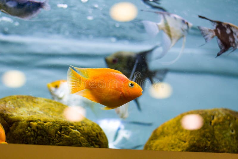 Decorative fish in the aquarium. Angelfish and Goldfish stock images