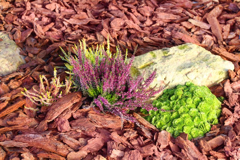 Decorative Flower Bed Mulched with Larch Tree Bark Stock Photo Image
