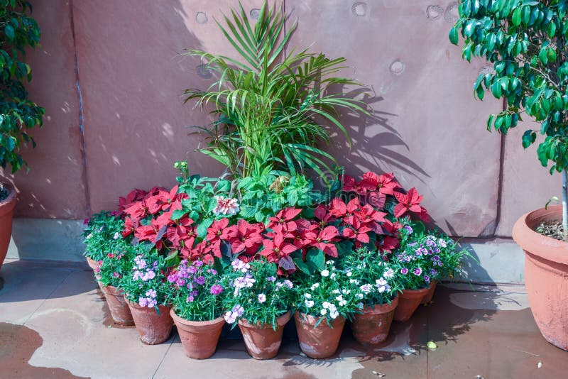 Decorative Flowers Pots in New Delhi India Stock Photo Image of lawn
