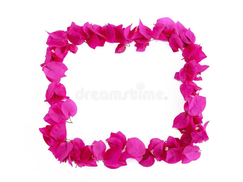 Decorative frame from natural pink small flowers of bougainvillea