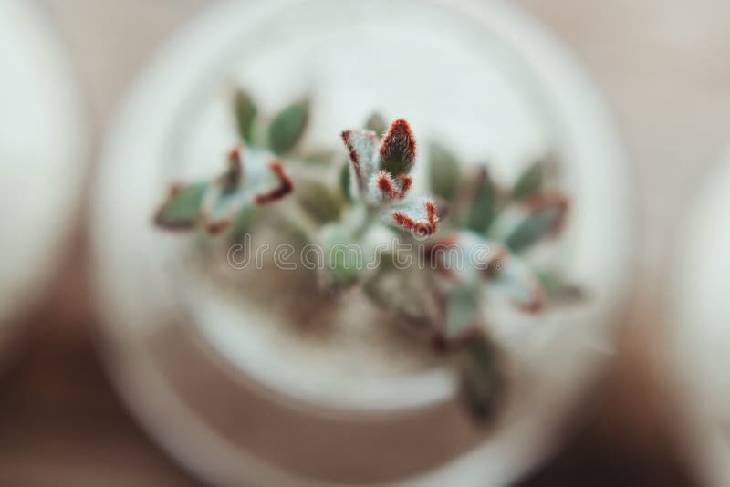 Decorative Glass Vase with White Sand and Succulents Stock Image