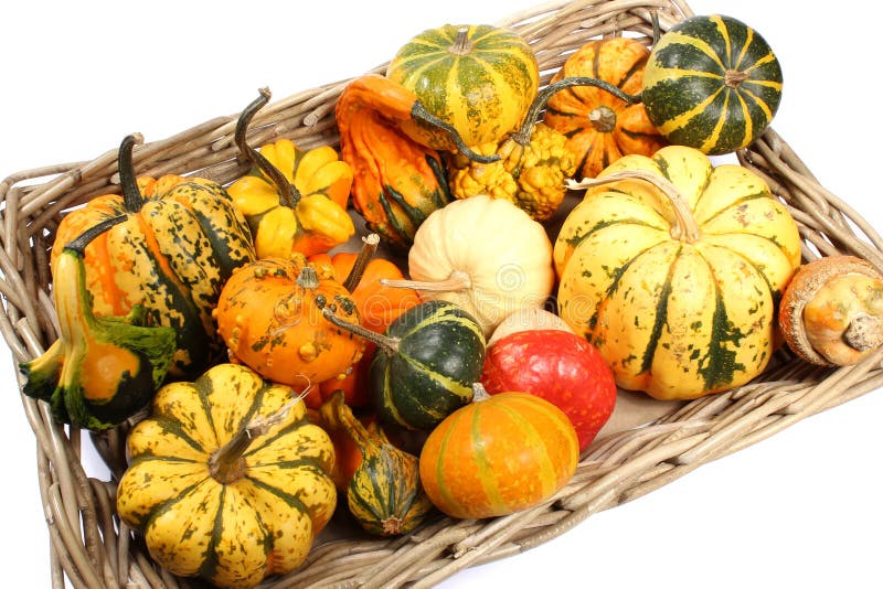 Colorful Varieties of Pumpkins, Gourds and Squashes on a White