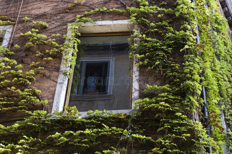 Green Climbing Plants on the House Wall Stock Image Image of climbing