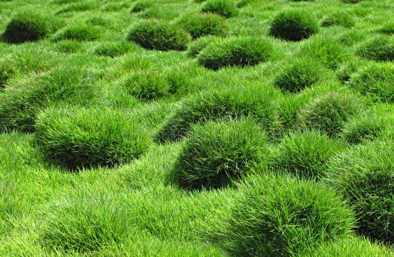 Decorative green grass, Zoysia tenuifolia