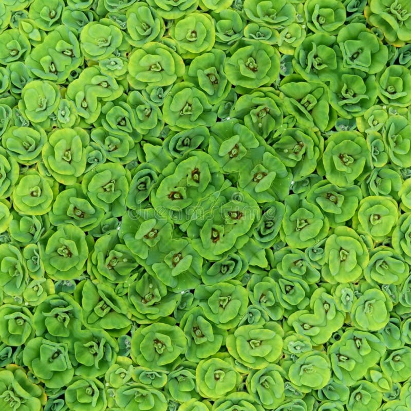 Decorative green plants stock image. Image of plants 177801149