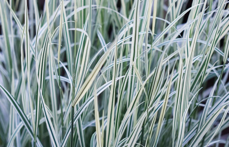 Decorative green and white grass. Arrhenatherum elatius bulbosum variegatum. Soft focus. Natural background.