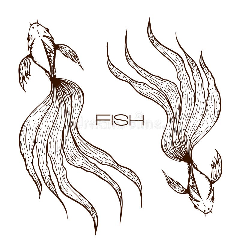 Betta Stock Illustrations 606 Betta Stock Illustrations Vectors
