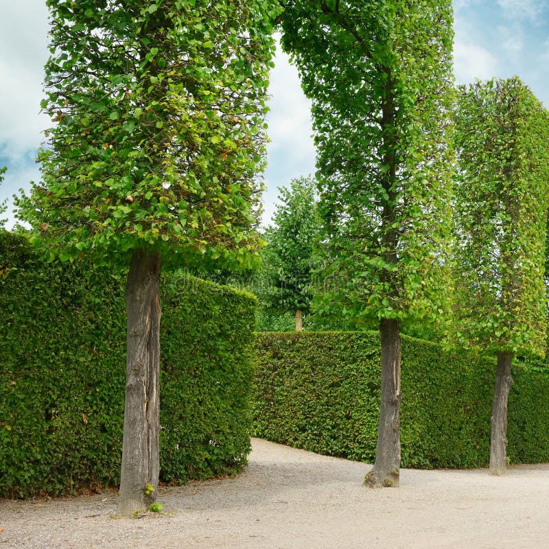 Decorative hedges stock image. Image of hedge, enclosure 83099747