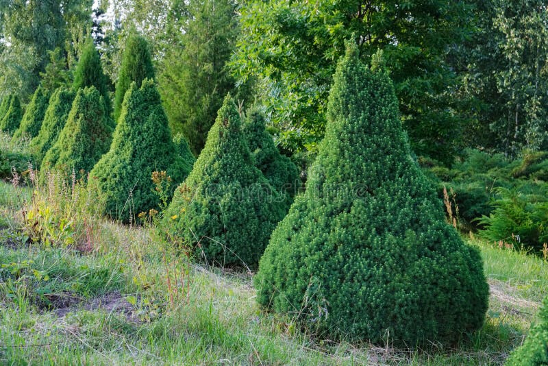 Decorative Juniper bushalley in park royaltyfri fotografi Decorative Juniper bushalley in park royaltyfri fotografi