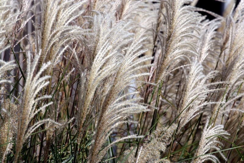 Decorative Long Grass