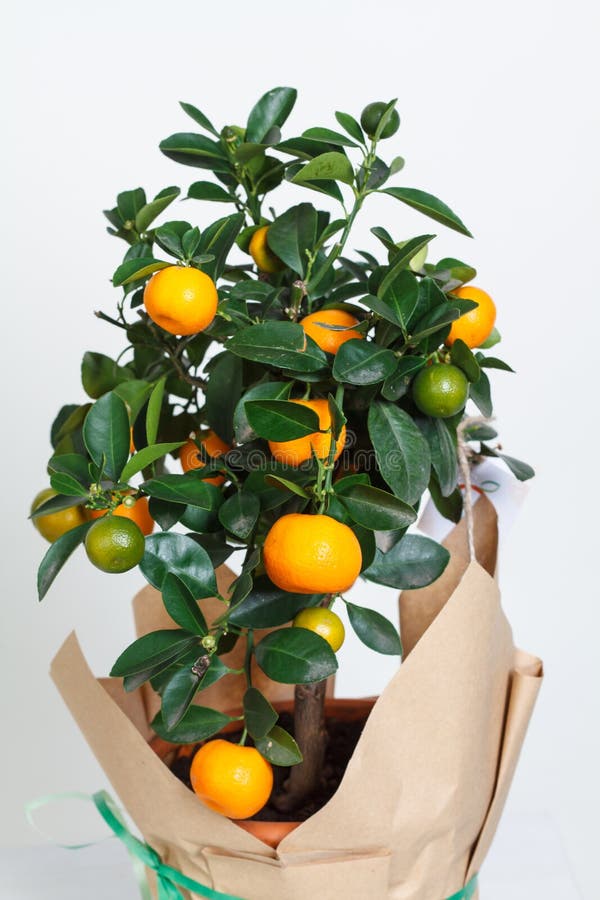 Decorative mandarin tree. Cowano, salamondin, margarita, Nagami, fukushu. Kalamandin in a gift box. Fruit tree as a gift. Isolated