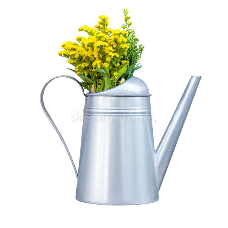 Decorative metal watering-can with yellow wildflowers isolated royalty free stock images Decorative metal watering-can with yellow wildflowers isolated royalty free stock images