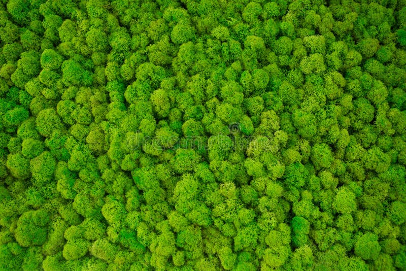 Green decorative moss texture. Wall from moss background. Stock Photo