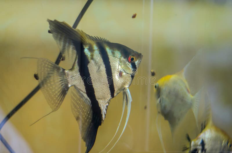 Decorative multicolored fish in the aquarium stock photo