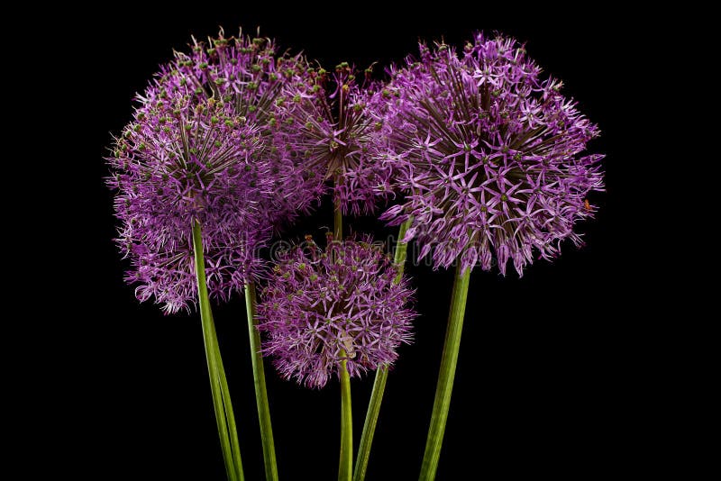 Decorative Onion Blossom Flower Stock Photo Image of summer, blooming