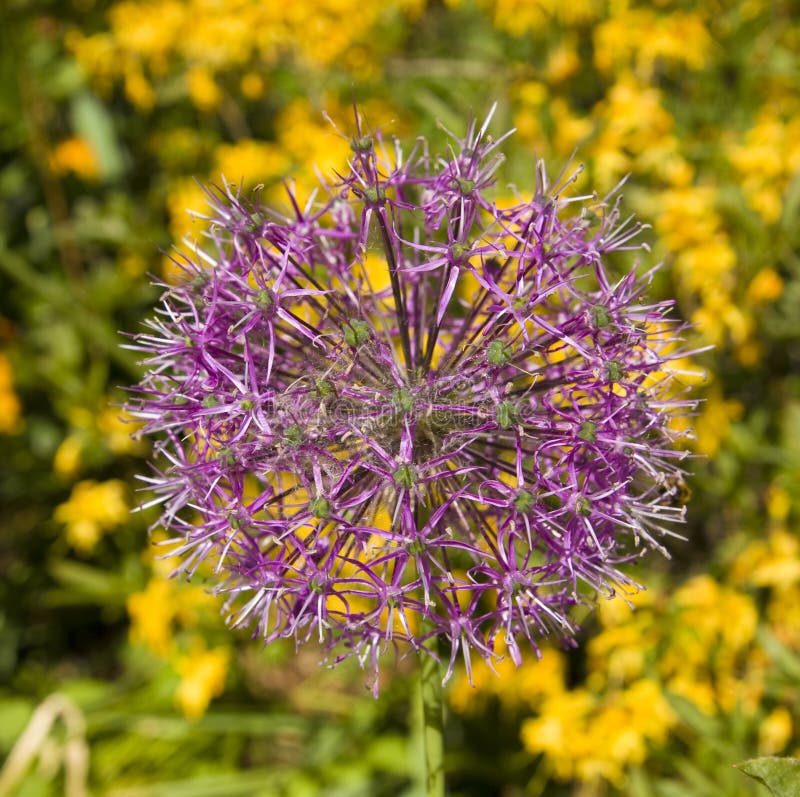 Decorative onion flower stock photo. Image of decorative 20172596