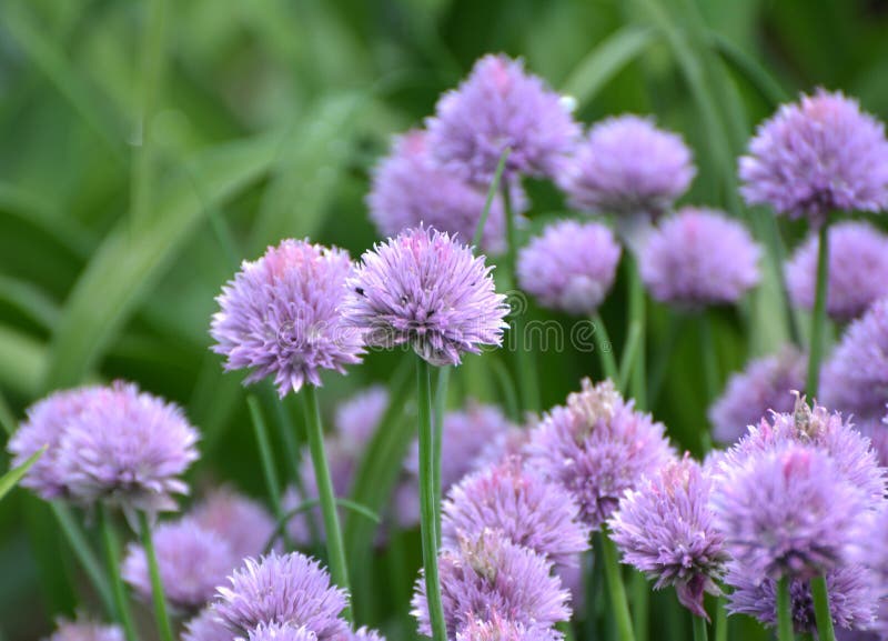 Decorative Onion Grows on a Flower Bed in the Garden Stock Photo