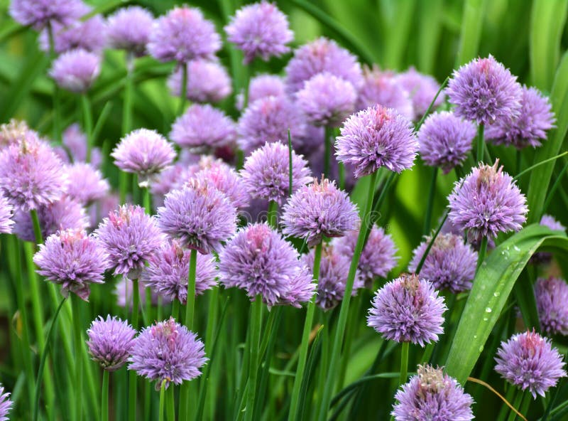 Decorative Onion Grows on a Flower Bed in the Garden Stock Image