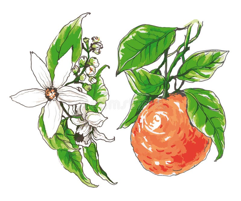 Orange Blossom Stock Illustrations – 92,952 Orange Blossom Stock  Illustrations, Vectors & Clipart - Dreamstime