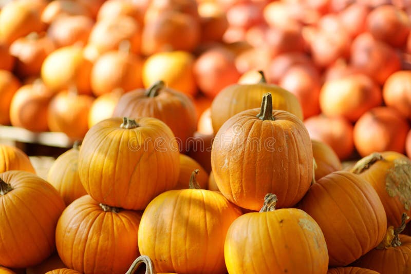 Decorative orange pumpkins on display at the farmers market in Germany. Orange ornamental pumpkins in sunlight stock images Decorative orange pumpkins on display at the farmers market in Germany. Orange ornamental pumpkins in sunlight stock images