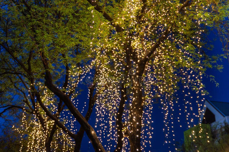 Decorative Outdoor String Lights Hanging on Tree in the Garden Stock Photo  - Image of object, evening: 147738550