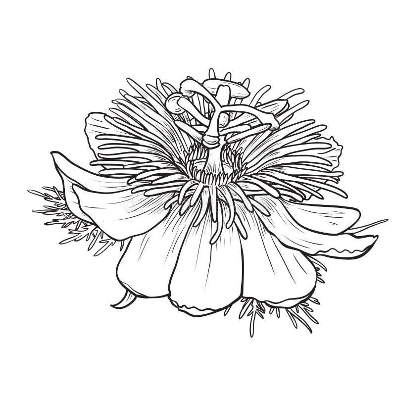 Vector Set of Hand Drawn Black and White Passion Flower Stock Vector