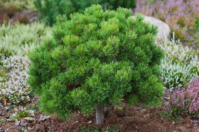 Decorative pine trees stock photo. Image of beauty, decorative 24669586