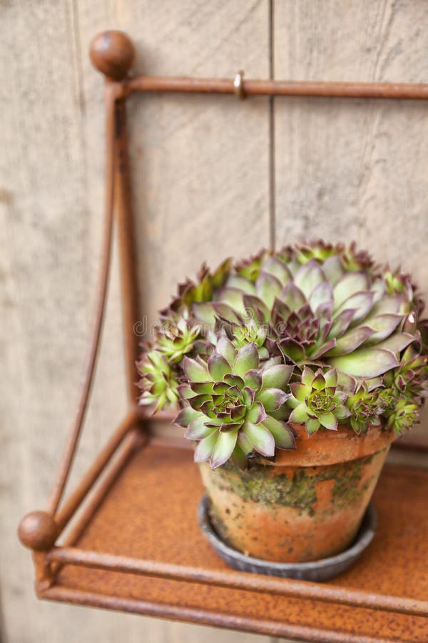 Decorative plant in rusty pot