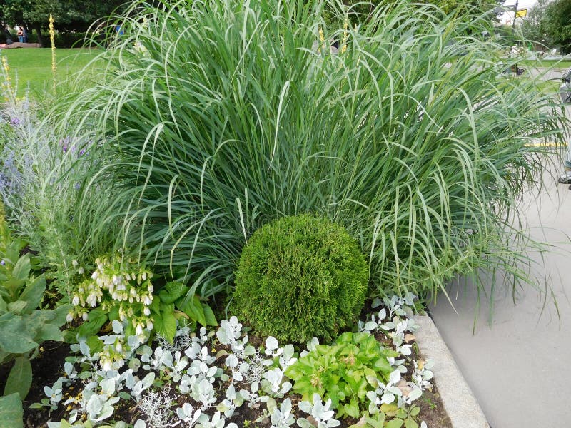 Decorative Plants Landscape Design Example in a Park Area Stock Image