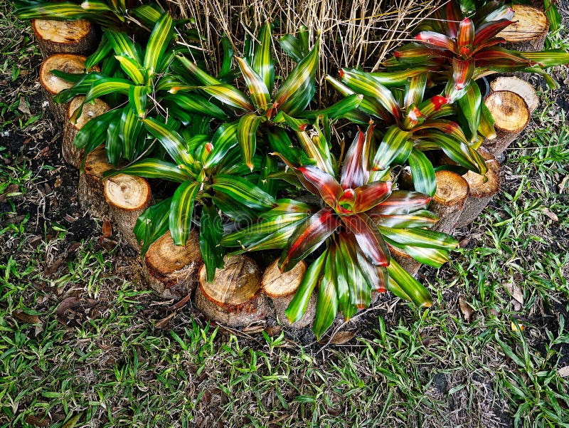 Decorative Plants and Tree Stumps Stock Image Image of tree, plant