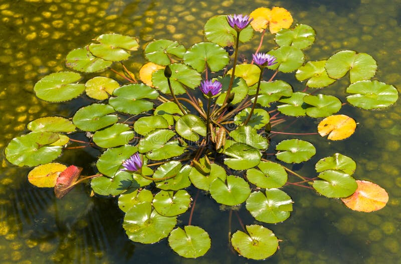 Decorative Pond with Beautiful Water Lilies Stock Image Image of