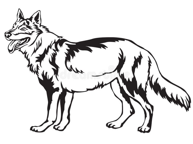 Download Decorative Standing Portrait Of Czechoslovakian Wolfdog Vector I Stock Vector - Illustration of ...