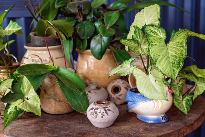 Pot Plant Display stock photo. Image of botanical, decor 188485246