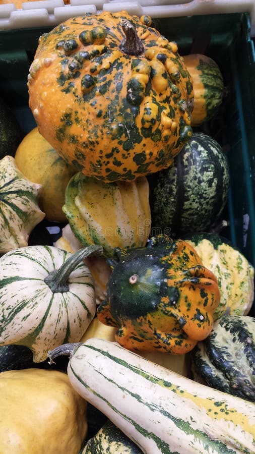 Decorative pumpkins stock photo. Image of delicious, decorative 60020798