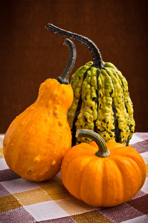 Decorative Pumpkins Squash Fruits Stock Photo Image of gourd