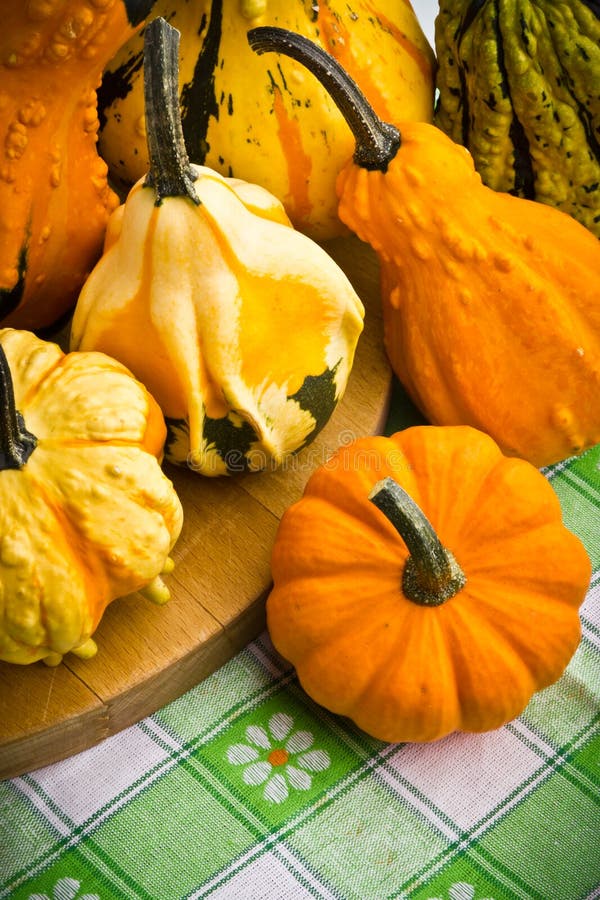 Decorative Pumpkins Squash Fruits Stock Image Image of mini, harvest