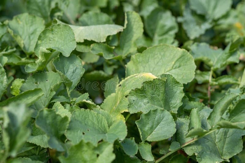 Decorative Radishes with Green Leaves Growing at Nursery Stock Photo