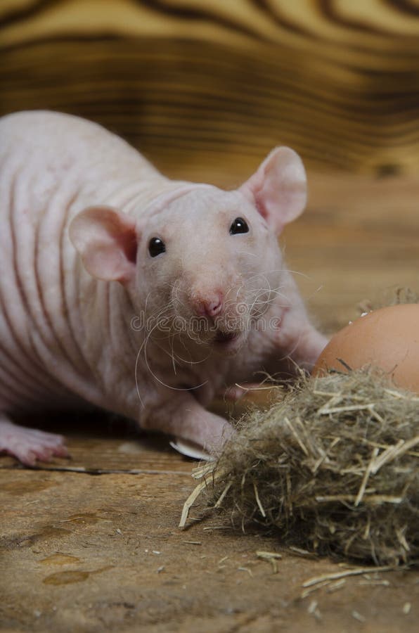 Decorative Rat and Chicken Egg. Stock Image Image of food, life